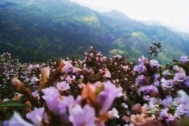 Thung lũng ngập màu tím biếc của sắc hoa 12 năm nở một lần
